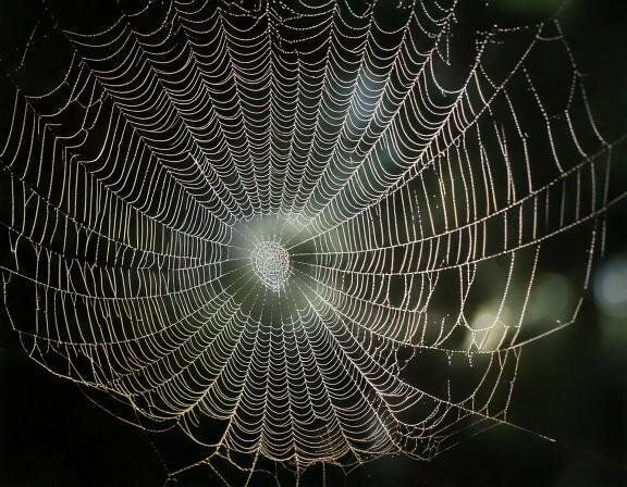 【夢占い】蜘蛛の巣の夢の意味とは？状況別に詳しく解説！