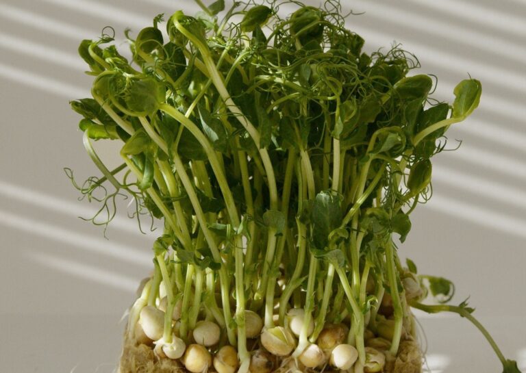 あなたも間違えているかも!?やってはいけない豆苗の保存方法