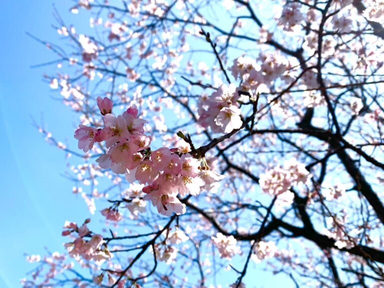 【もうすぐ一年生】小学校入学前に親子で取り組んでおきたいこと５選