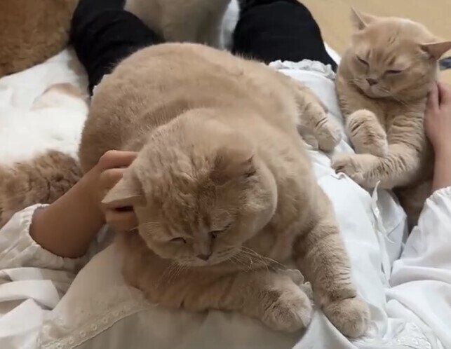 5匹の猫、2日振りに母親に再会したときの甘え方が可愛すぎる！「夢のようなひととき」の声と5.3万件のいいね