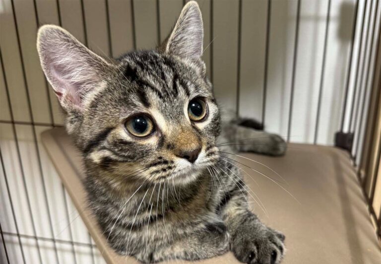 「肺と心臓の音がはっきり聞こえない」ヒヤッとする検診結果の理由とは?!甘えん坊猫の可愛さに23.7万件のいいね集まる