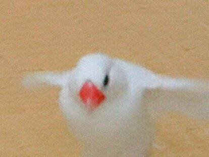 普段は隠れていて見ることができない美脚に騒然!?実はスタイル抜群だった文鳥の魅惑的な”あしなが”姿に4.3万人が沸き立つ