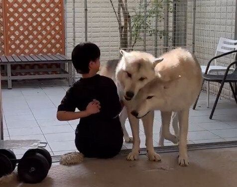 1.9万人が「いいね」した光景！なでてほしい2頭のウルフドッグからすり寄られる四女に「羨ましい」の声