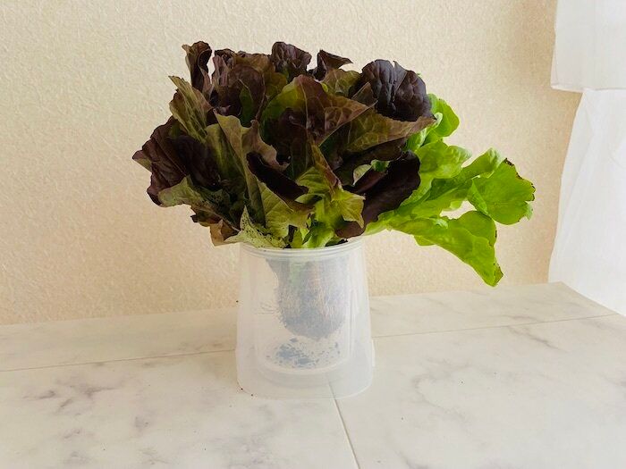 野菜イキイキスタンド