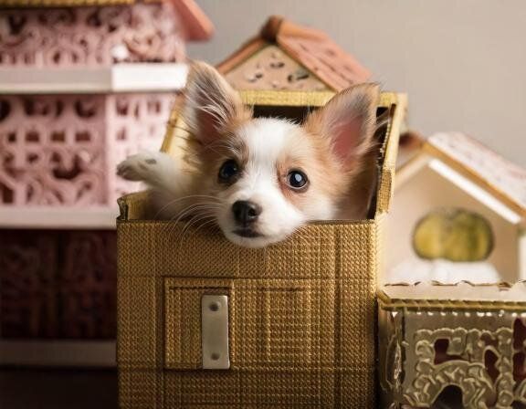 【夢占い】ぬいぐるみの夢の意味とは？状況、特徴などシチュエーション別に解説！