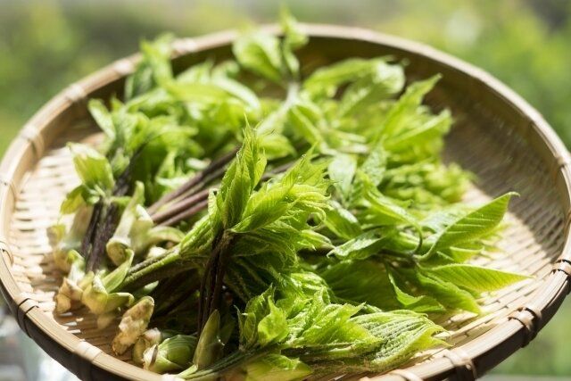 腹痛や肌荒れが起きることも……食べすぎには注意したい「山菜の女王」って？