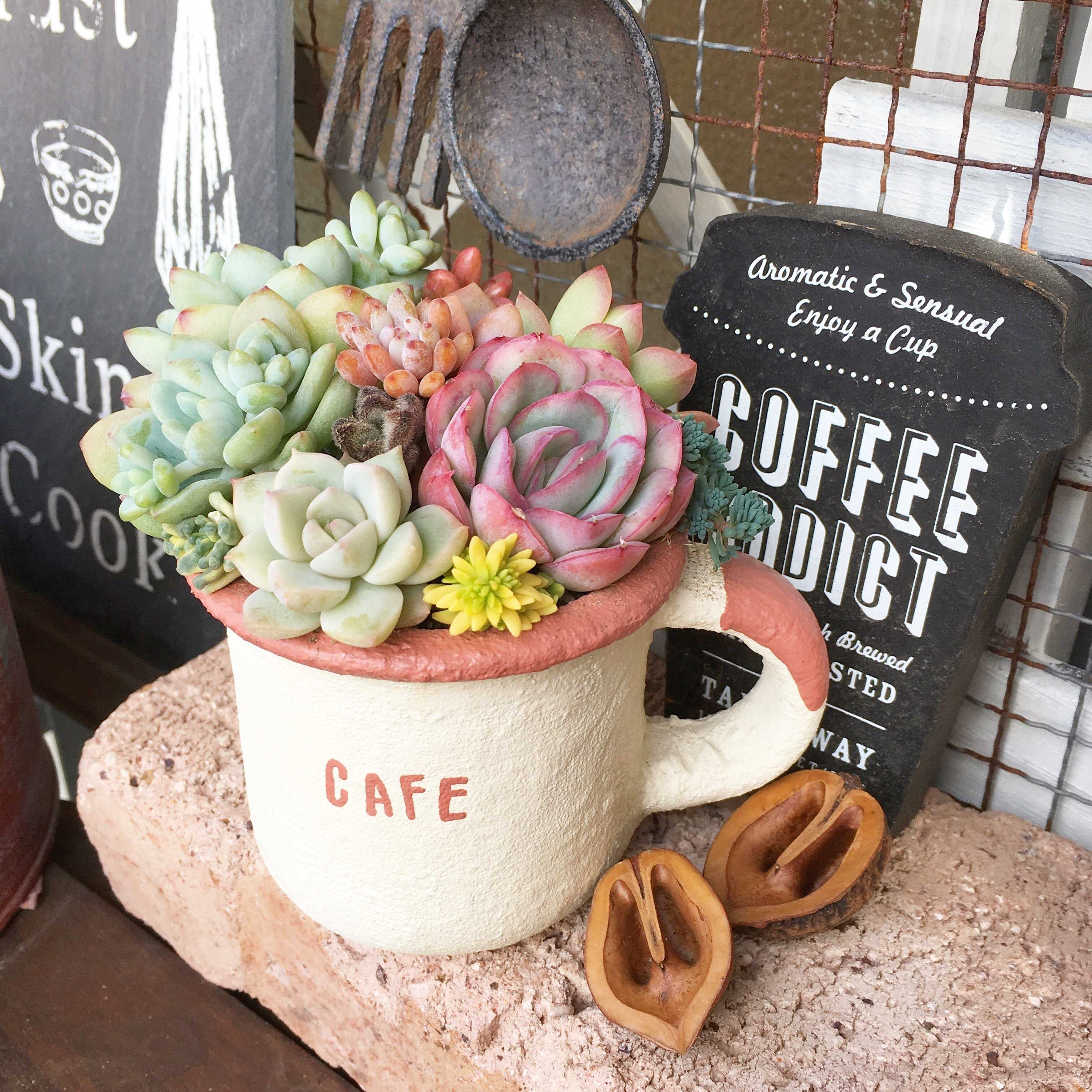 【多肉植物】初めての植え替え！初心者さんでも安心のタイミング・道具・手順まとめ