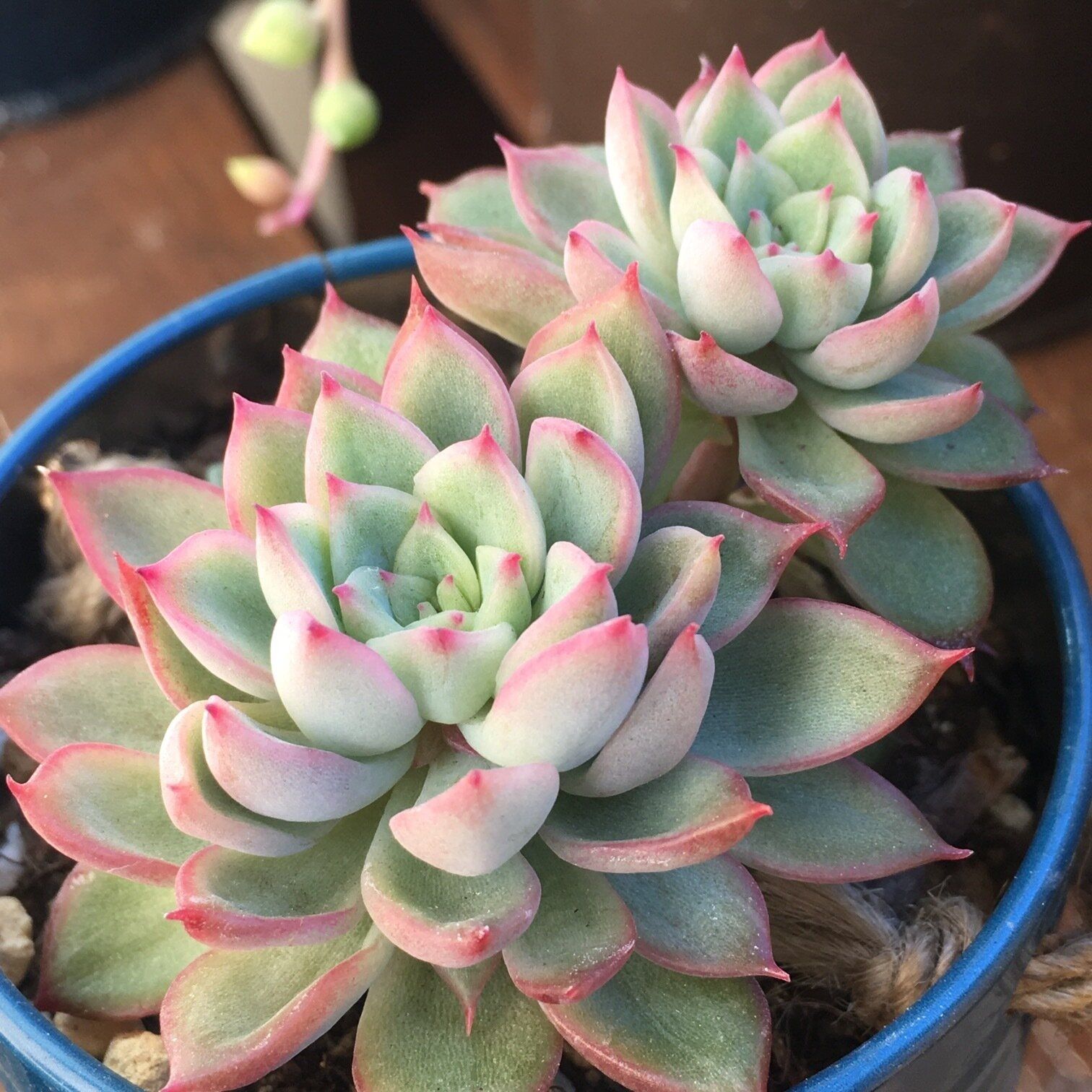 多肉植物は植え替えが必要？春がおすすめの理由