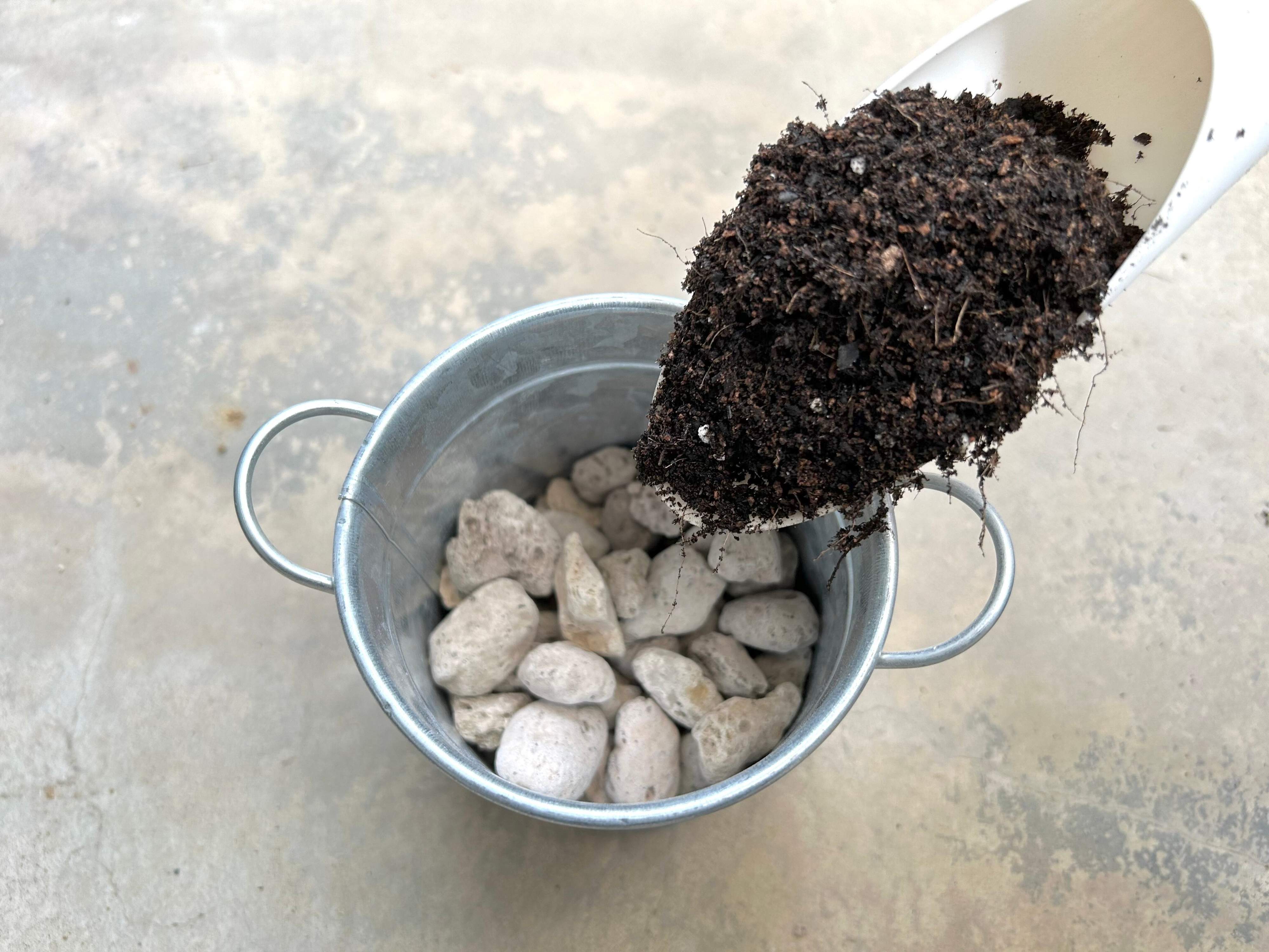 実践！かんたん植え替えの手順と育て方のコツ