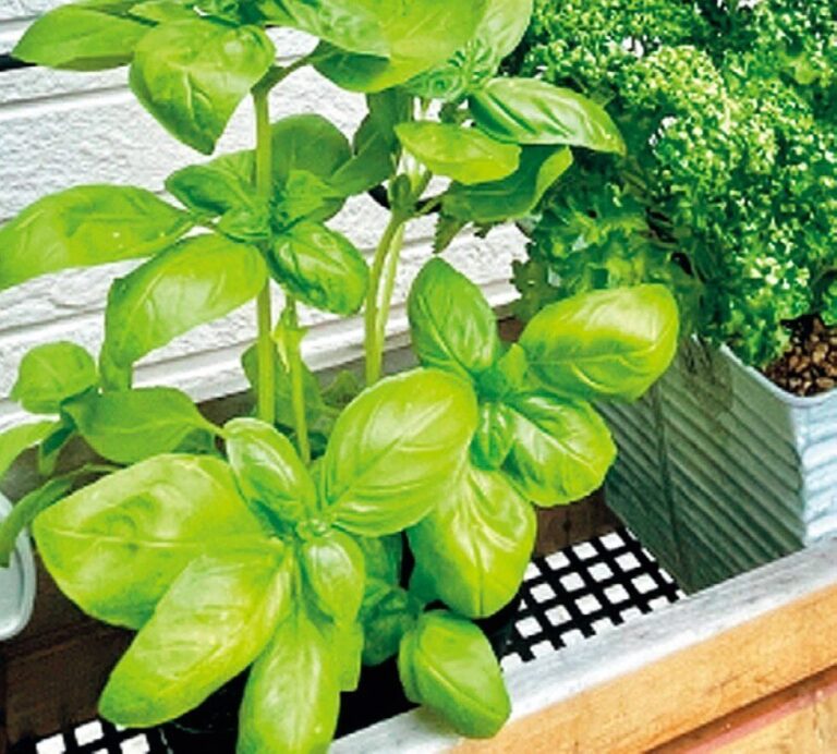 野菜高騰中の今、野菜作りを楽しむ人急増中『プランター菜園』で大収穫！