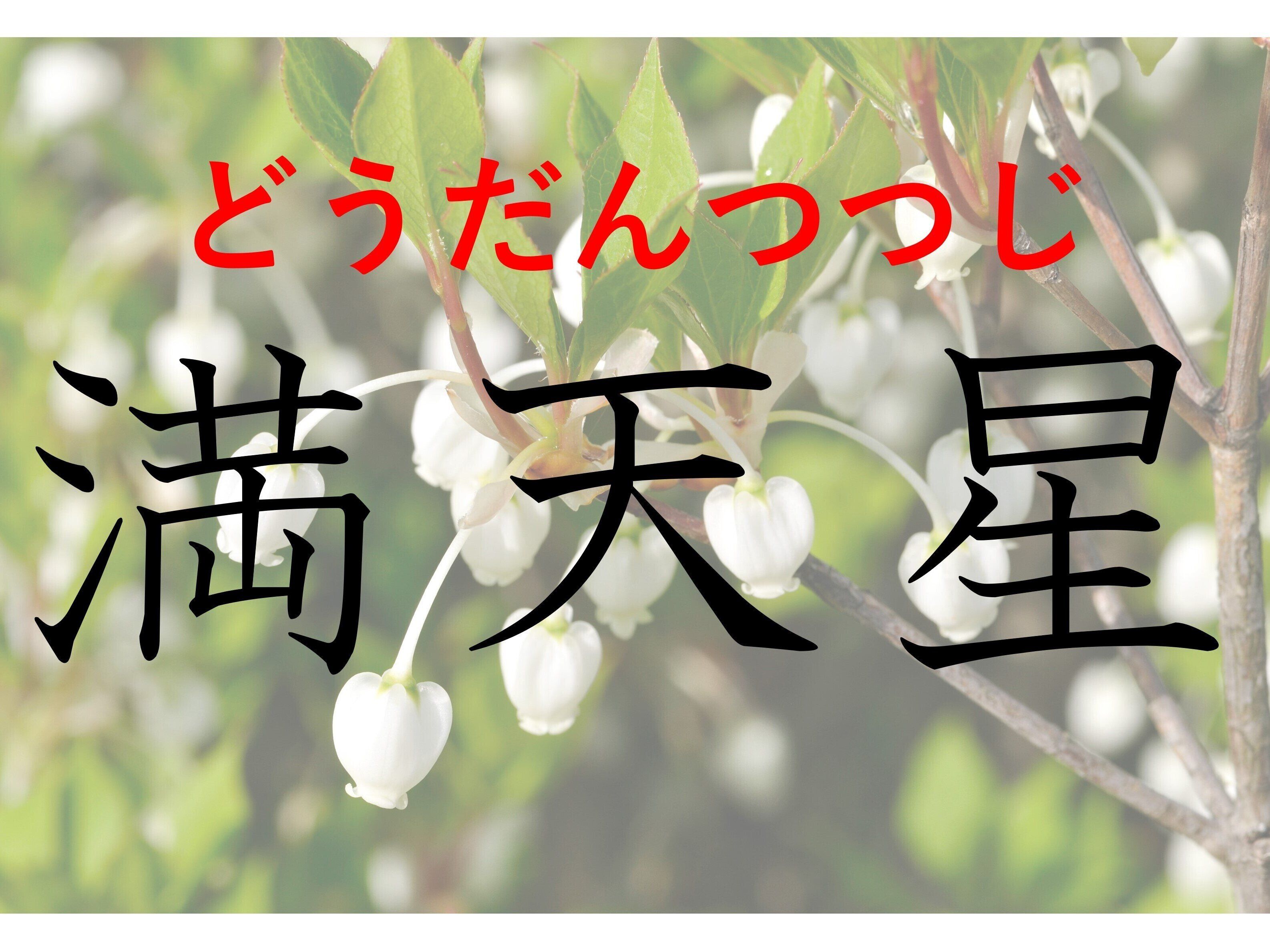 夜空にかがやく星ではありません！難読漢字クイズ「満天星」はなんて読む？