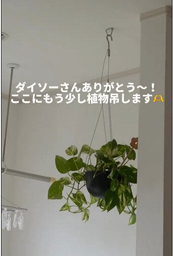 【ダイソー】観葉植物のハンギングやインテリアの設置にぴったり