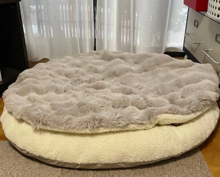 クッションと毛布の間に「いそうにないけど犬はいる」!?イタリアン・グレイハウンドの見事な隠れっぷりに7.9万人が驚きを隠せない！