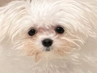 「加工で潰していないです」冷蔵庫の前に座るマルチーズ。写真を見た母親のひと言に笑いが込み上げる