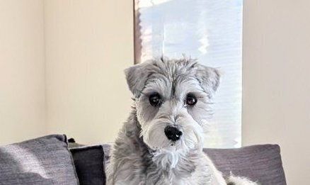 奇跡の瞬間！寝ている飼い主の顔の上に、偶然座っちゃったミニチュアシュナウザー×マルチーズ！「位置がクリティカル」の声