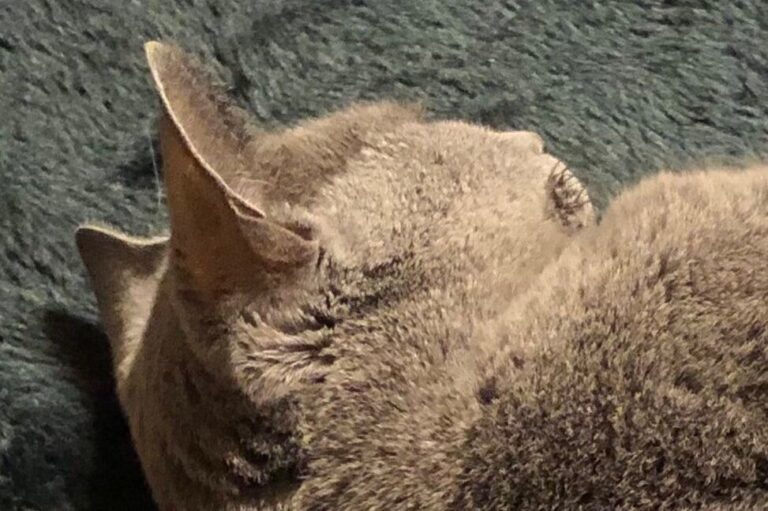 「実は、オッサンが中に入っているのでは？」まるで人間のようにぬくぬくとコタツを堪能するロシアンブルーに10万件のいいね！