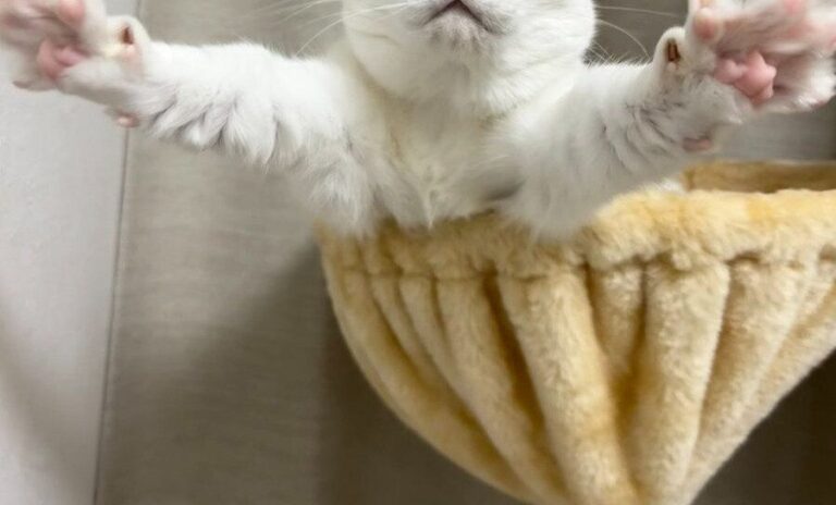 ハンモックの上で一人タイタニックごっこ!?マンチカンの寝起きの姿がかわいすぎると3.4万件のいいね