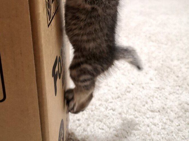 小さくたって関係ない！生後1カ月でも「猫は高いところが好き」箱にのぼろうとがんばる姿がかわいすぎた