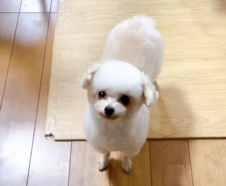 愛犬に向かって近づいていくと!?トイプードルの可愛すぎる反応に「何度も見てしまう」の声と4.6万件のいいね