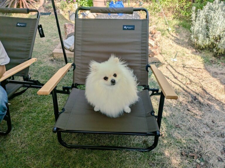 まるでトリックアート！イスに座っているようにしか見えないポメラニアン、実は地面に足を着けて立っていた!?「かわいすぎる」の声と6.4万件のいいね