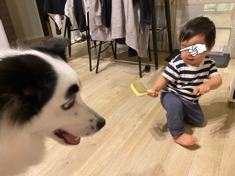 ブラッシングをやる気満々の1歳息子と不安そうなボーダーコリー。そのやり取りに「どっちも可愛い」の声