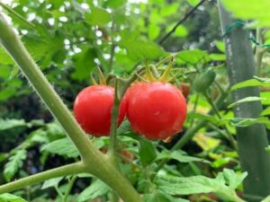 節約に役立つ家庭菜園のすすめ。節約のプロが選ぶ「初心者でも育てられて活用度大の野菜3選」