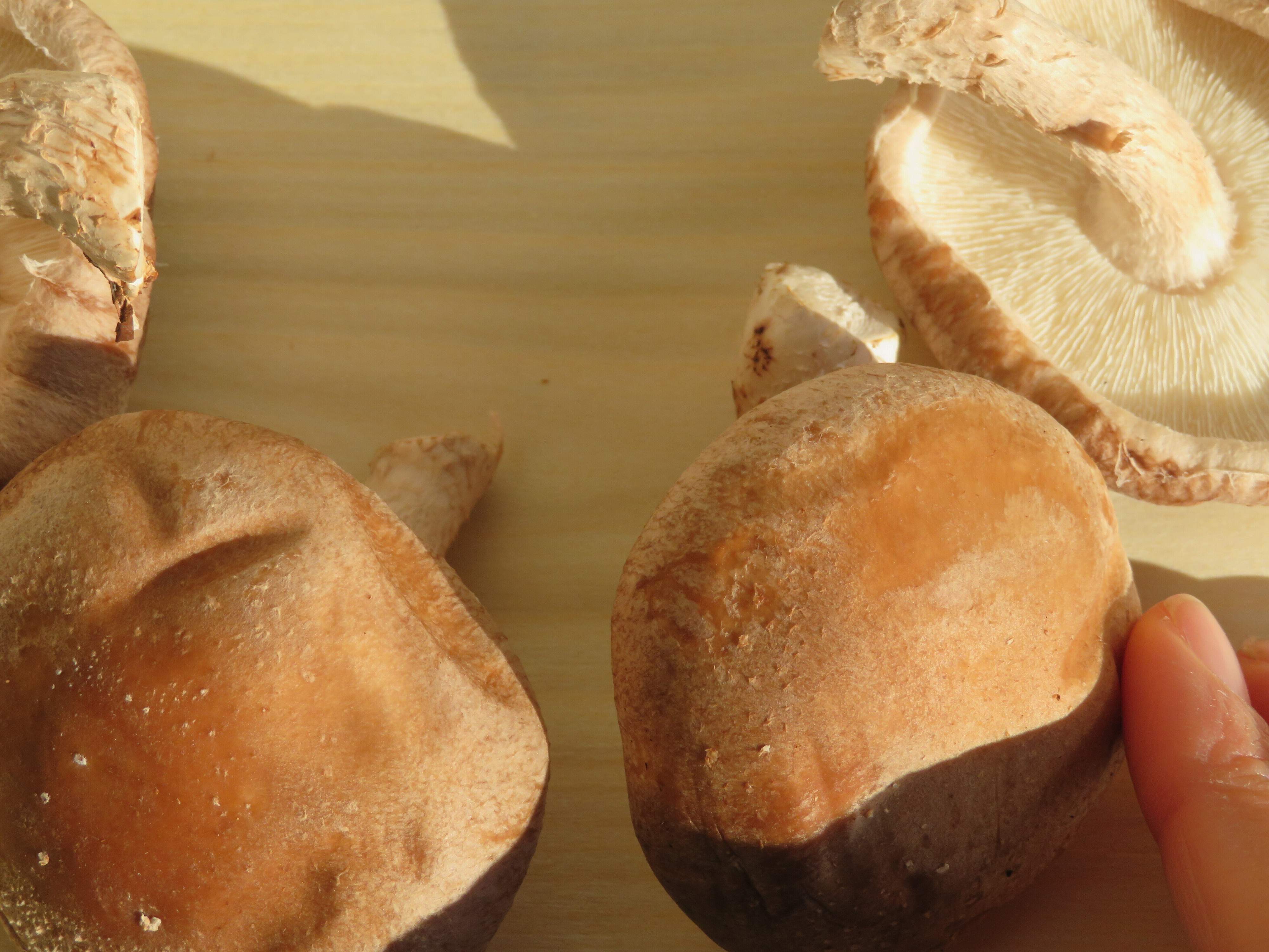 干しシイタケをつくろうとして失敗