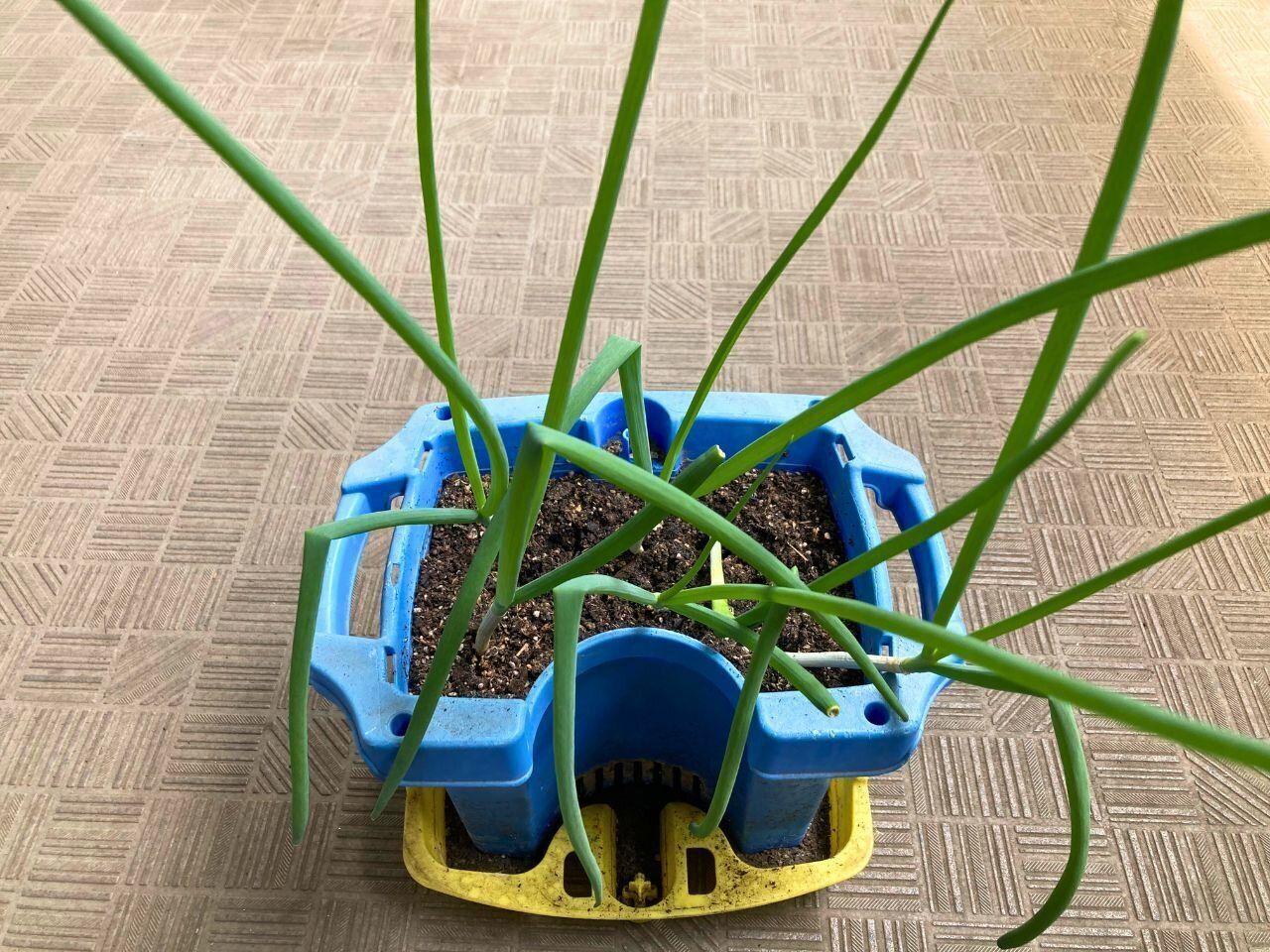 元気に育ったネギ