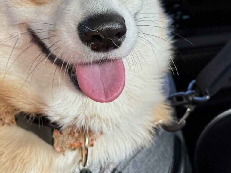 「幸せそう」「2コマ漫画みたい」ドッグランに出かけるコーギーのビフォーアフターがかわいすぎる