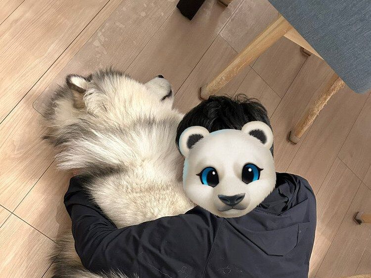 成人男性と遊ぶアラスカンマラミュート犬。ほぼ変わらない体格を見て「こんなに大きくなったのか！」成長に驚く