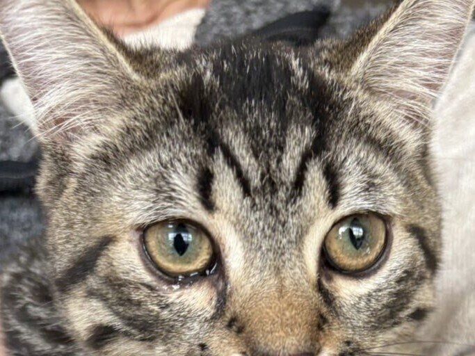 オシャレはバッチリ!?イタズラをしたミヌエットが口紅を塗ったような姿に。叱られた姿も「かわいい」