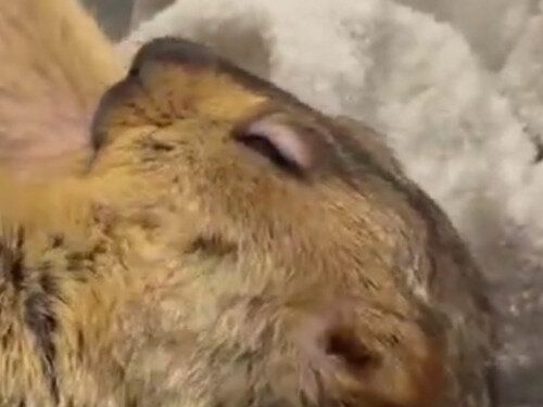 マーモットの伸びをするしぐさが悶絶級のかわいらしさ。「ふわっふわ」な姿に魅了される人が大量発生中！