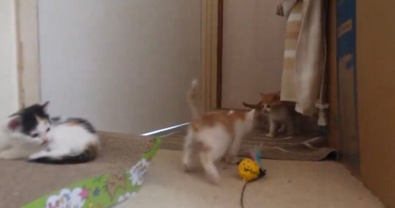 兄弟たちが元気に遊んでいる中、眠気に負けている三毛猫。マイペースなかわい姿に1.7千件のいいね