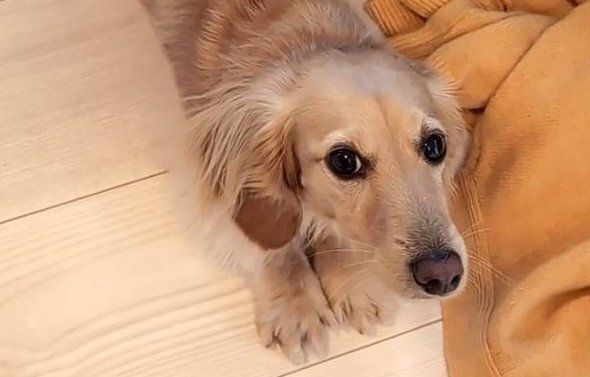 「これはながーーーーい」！飼い主も「すごく長い」と感じたミニチュア・ダックスフンドに6.4万件のいいねと驚きの声