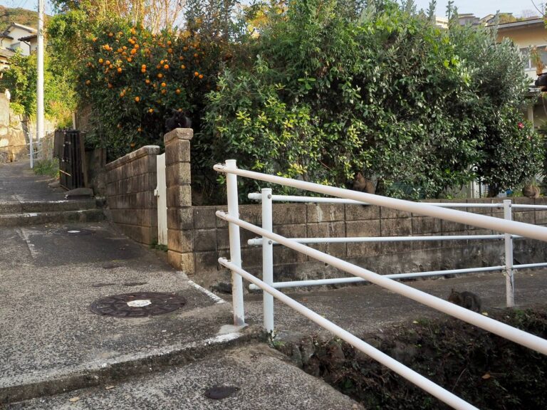 あなたは猫を何匹見つけられる？撮影者本人も「よく見たらめっちゃいた」と話題の写真。目を凝らして数える人続出！