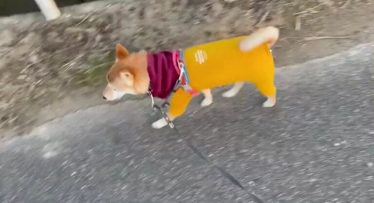 スタスタと歩いていたのにピタッと急に止まる豆柴。突然のかわいらしいお散歩拒否に「何度も見ちゃいました」の声