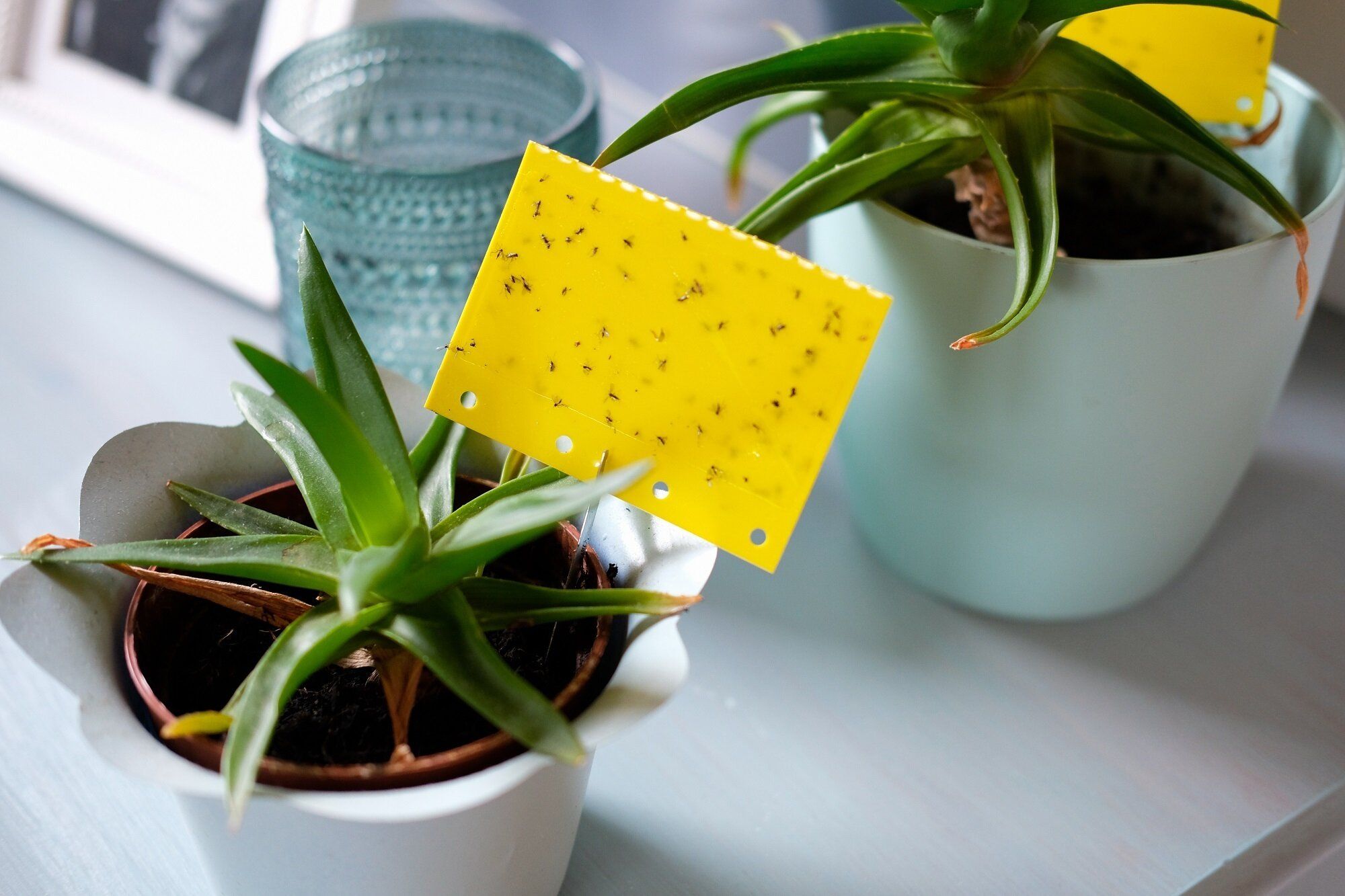 ホームセンターで買ったものが原因で大量発生も…？コバエ発生の意外な原因と場所を解説