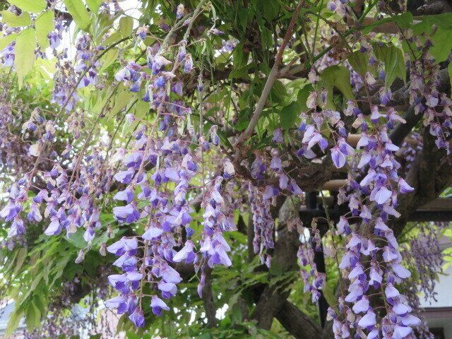 これからはアラフィフ主婦です