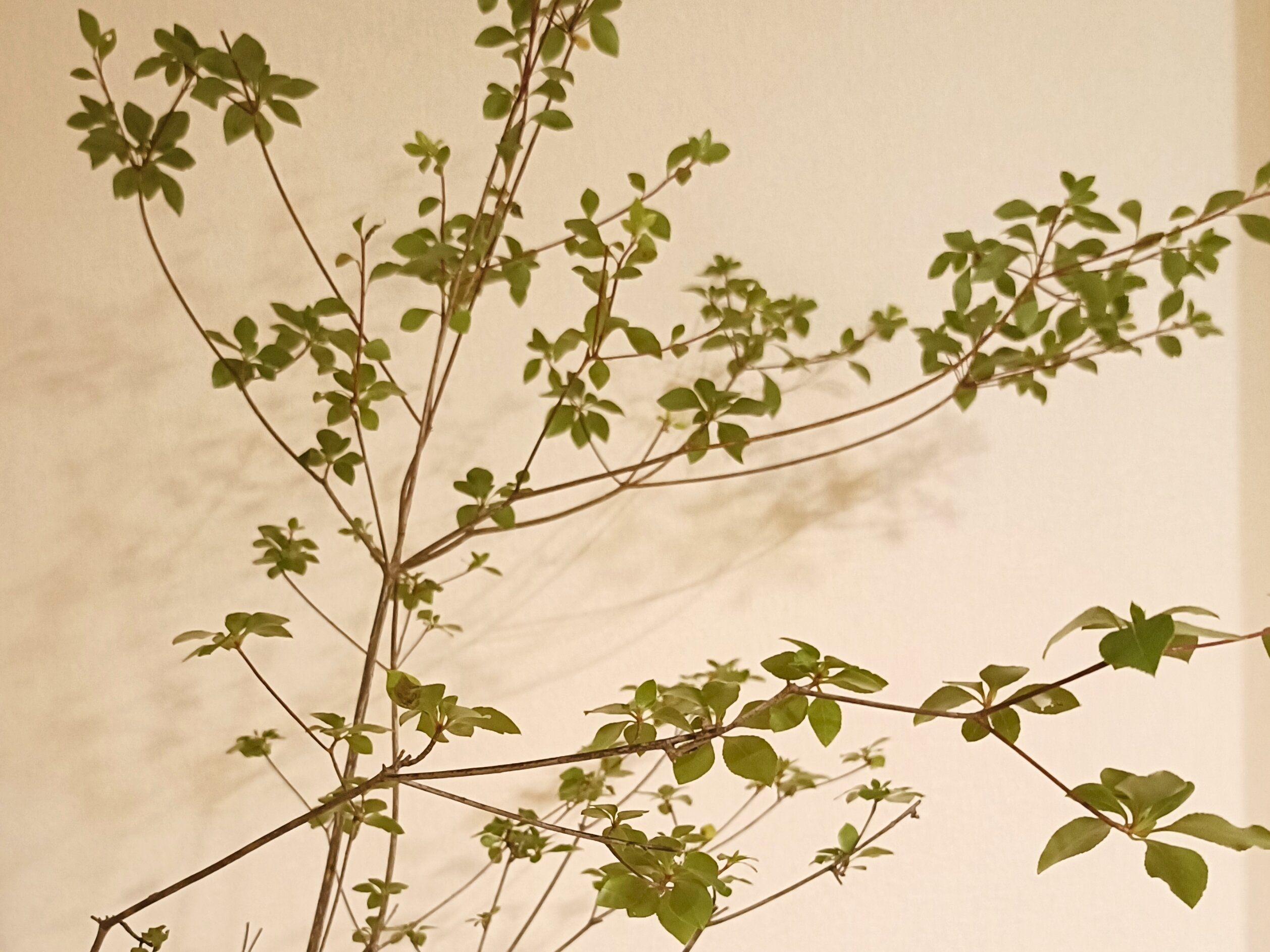 ドウダンツツジの枝