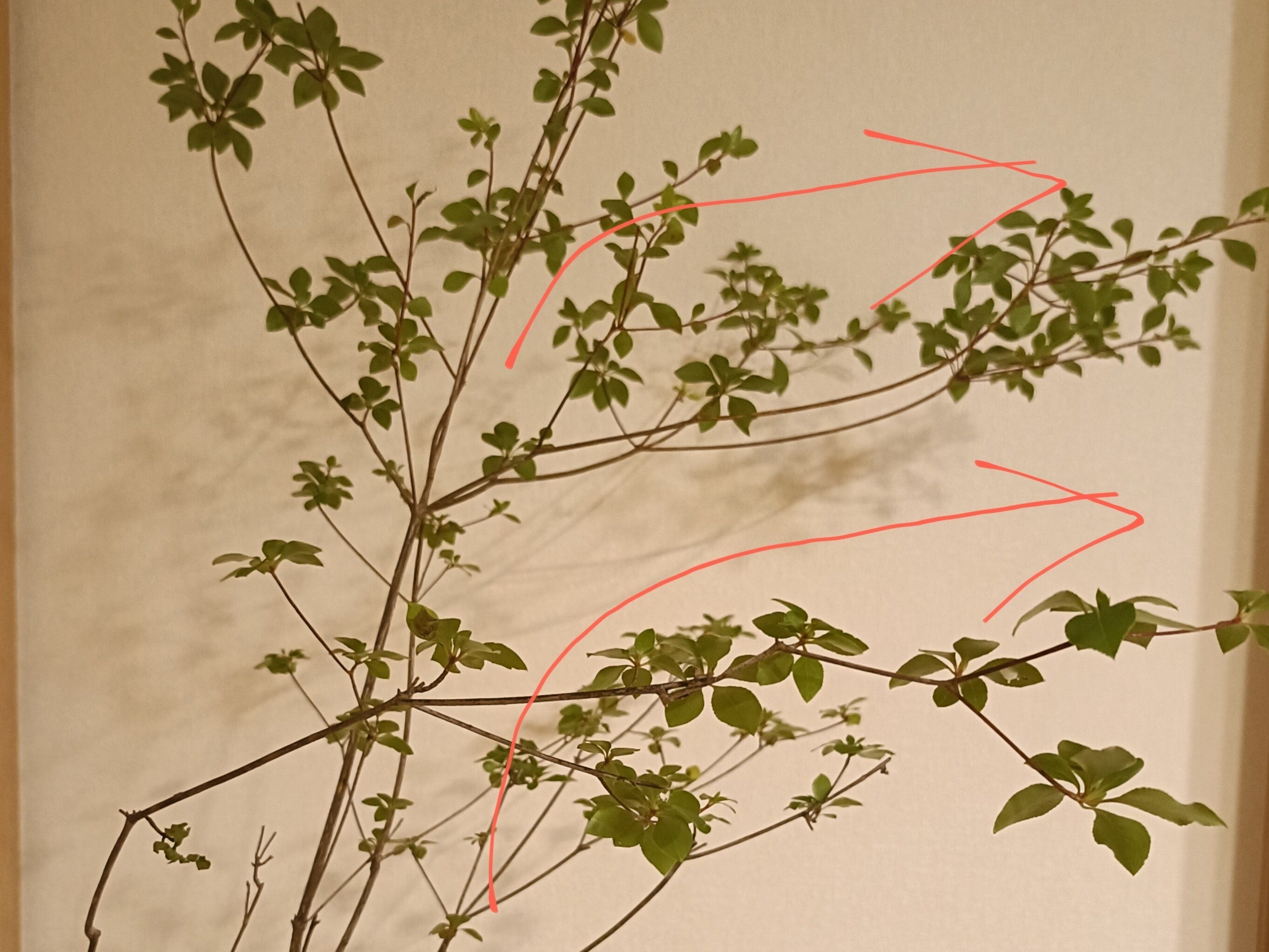 枝が右へ流れるドウダンツツジ