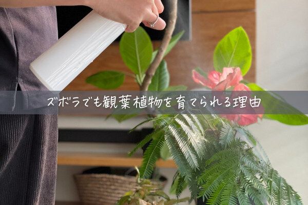 ズボラ主婦、観葉植物を育てる〜過去の失敗と今の違い〜