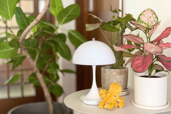 我が家の観葉植物