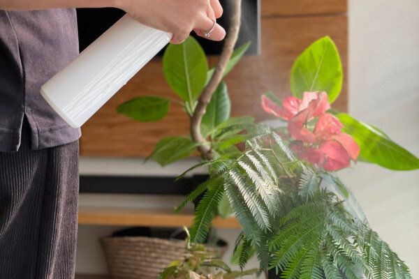 植物の世話をする私