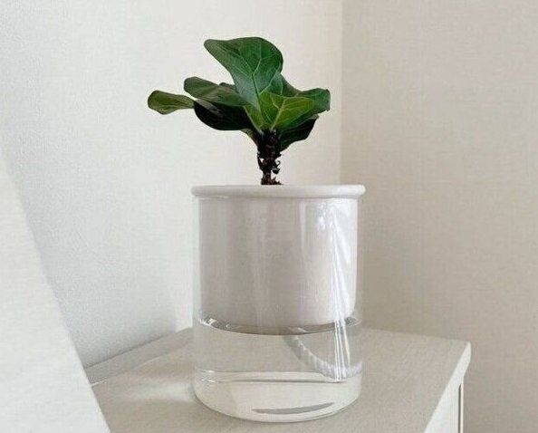 スリーコインズ 給水ポット