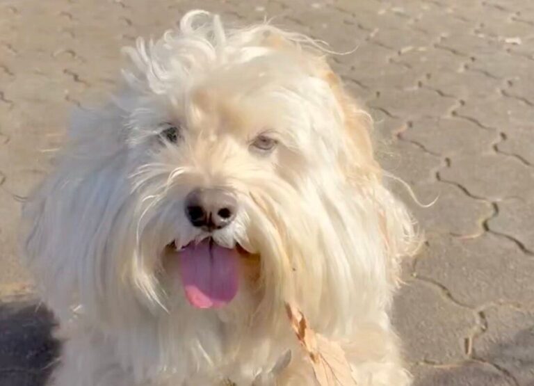 「2時間前にブラッシングしたのに」夫とともに強風にあおられたコッカプー！ふだんの姿からは想像できない衝撃写真に、「かわいすぎる」と8.7万人がほっこり