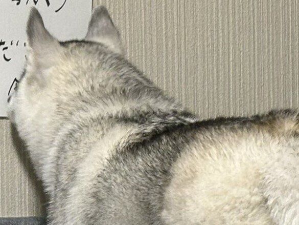 「熟読している!?」トイトレ中のハスキーに飼い主さんからのお願い。呼びかけポスターを見る後ろ姿が賢そう