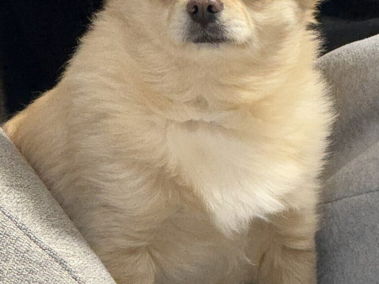 寝ている？起きている？表情が変わらないチワワに10万いいね集まる「どっちもかわいいからいいか」