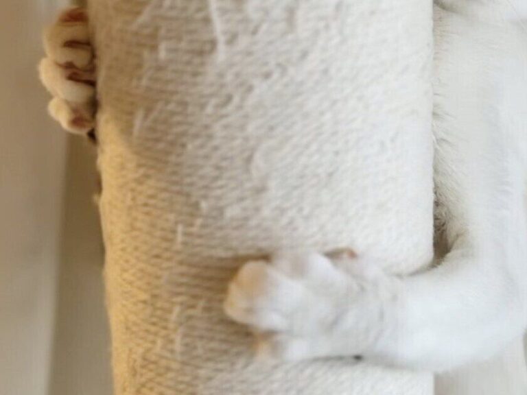 柱にしがみつくネコ「業者さん帰ったかな？」人見知り全開のしぐさがかわいすぎると4.3万いいね