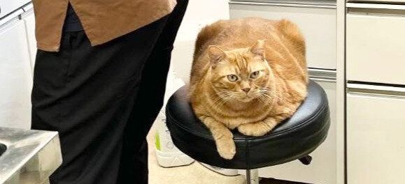 病院内で暮らす猫、仕事中の先生の椅子に座りドヤ顔!?すっかり寛いでいる姿に12.5万件のいいね