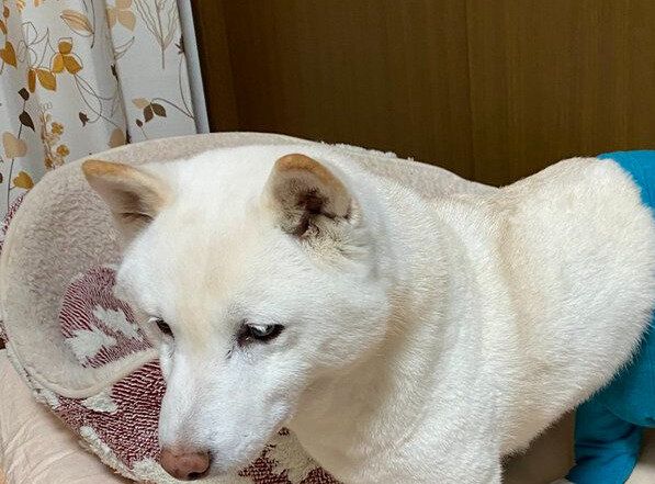 就寝前に着た服が、朝起きるとおかしなことに?!柴犬による夜のイリュージョンに7.3万件のいいね